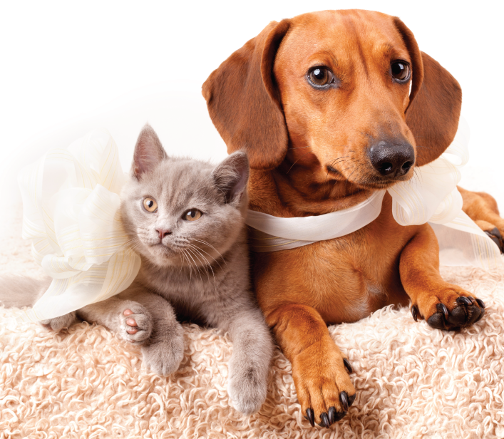 dogs and cats picture
