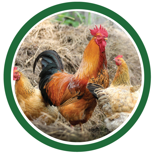 Chicken Supply and Feed in Johnstown, Colorado Animal