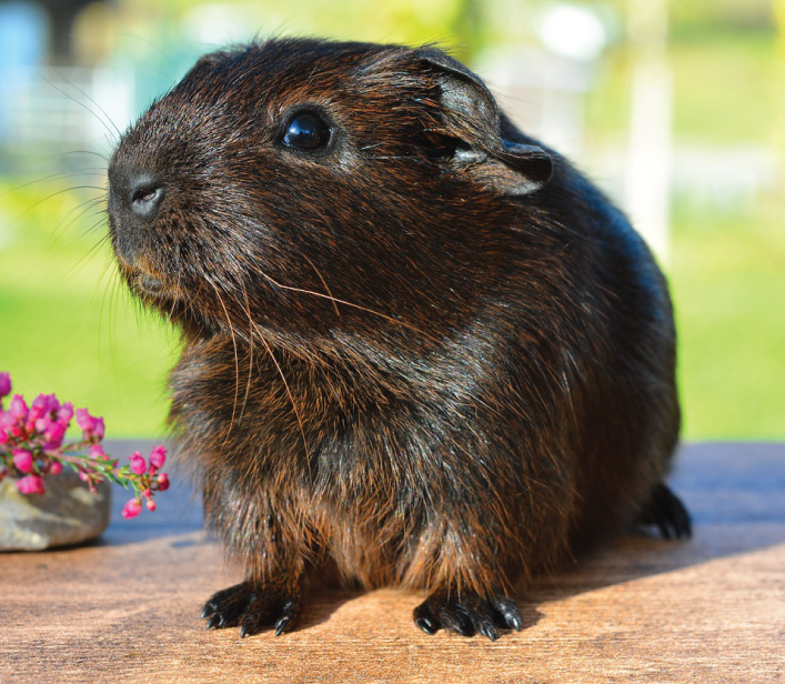 small animals picture - guinea pig 